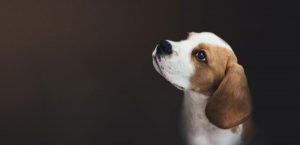 Vets in Bognor Regis